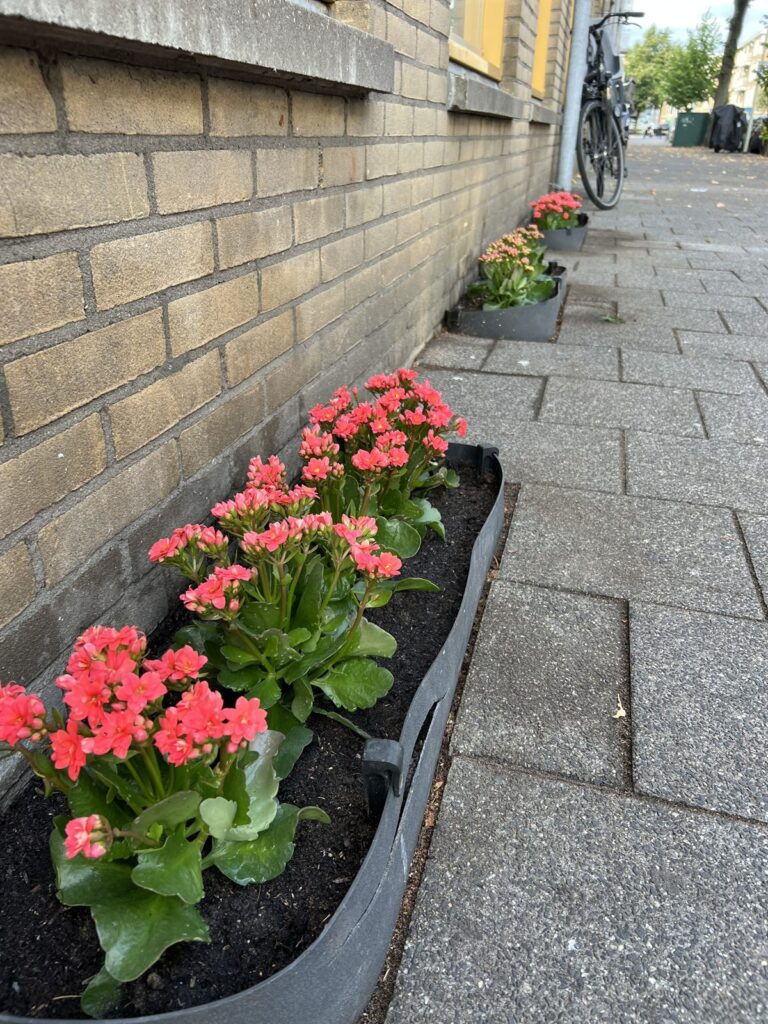 Nieuwe geveltuintjes met bloemen langs een gevel in Transvaal
